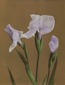Iris Kaempfer，1896年（手工色彩珂罗版）