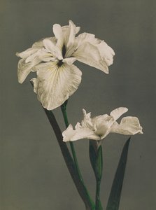 Iris Kaempferi，1896年（手工色彩珂罗版）