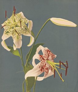百合，1897年（手工色彩珂罗版）