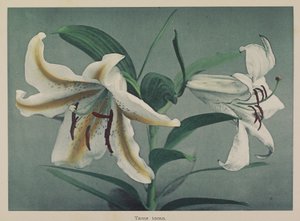 莉莉 作者 小川和正
