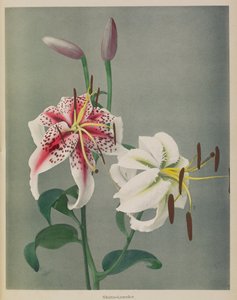 莉莉