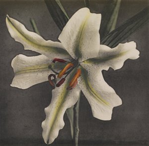 莉莉，1896年（手工色彩珂罗版）