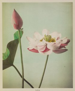 莲花 作者 小川和正