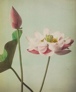 莲花，1896年（手工彩色珂罗版）