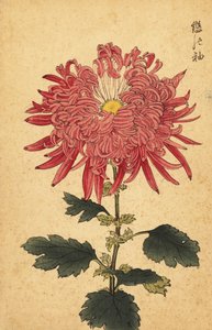 混合粉色羽毛菊花，1893 年（雕刻） 作者 长谷川惠花