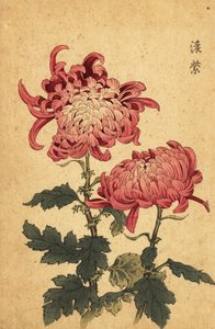 鲑鱼粉红菊花杂交，1893 年（雕刻） 作者 长谷川惠花