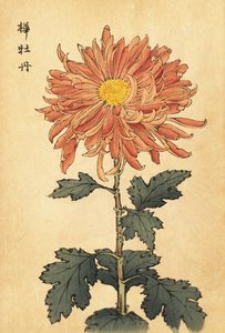 杂交鲑鱼粉色菊花，1893 年（雕刻） 作者 长谷川惠花