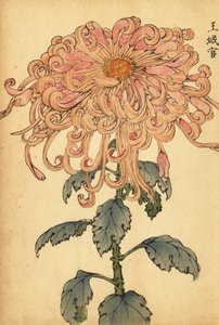 花瓣卷曲的杂交粉红色菊花，1893 年（雕刻） 作者 长谷川惠花