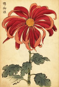 猩红色和粉红色杂交菊花，1893 年（雕刻） 作者 长谷川惠花