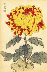 猩红色和黄色菊花的混合体，1893 年（雕刻） 作者 长谷川惠花