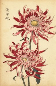 杂交变色粉红和大红蜘蛛菊，1893 年（雕刻） 作者 长谷川惠花