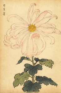杂交白粉菊，1893 年（雕刻） 作者 长谷川惠花