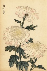 杂交白粉菊，1893 年（雕刻） 作者 长谷川惠花