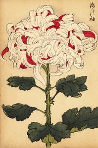 杂交白菊和大红菊，1893 年（雕刻） 作者 长谷川惠花