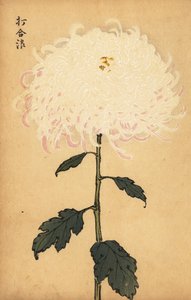 杂交白菊花，1893年（雕刻） 作者 长谷川惠花