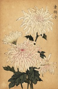杂交白菊花，野菊花。 ,1893（雕刻） 作者 长谷川惠花