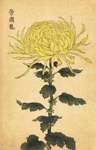 杂交黄菊，1893 年（雕刻） 作者 长谷川惠花
