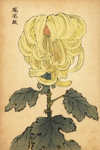 混合黄色内弯菊花，1893 年（雕刻） 作者 长谷川惠花