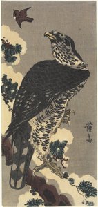 鹰和麻雀 作者 京西铁