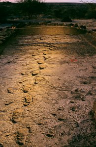 DOH; The First Steps，360 万年前，湿火山灰中的脚印，发现于......，2008 年（照片） 作者 肯尼思·加勒特