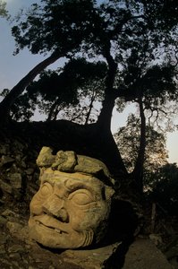 神 N、塞瓦树、神庙、玛雅、科潘、洪都拉斯、古典时期 作者 肯尼思·加勒特