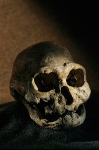 直立人头骨，无齿，格鲁吉亚德马尼西直立人遗址 作者 肯尼思·加勒特