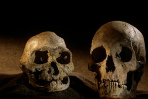 直立人头骨、无齿和现代人头骨，德马尼西 作者 肯尼思·加勒特