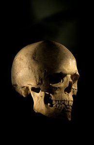 现代人类头骨，乔治华盛顿大学 作者 肯尼思·加勒特