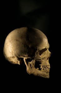 现代人类头骨，科学研究骨骼乔治华盛顿大学，2000 年（照片） 作者 肯尼思·加勒特