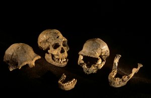 格鲁吉亚德马尼西直立人遗址出土的头骨和下颌骨 作者 肯尼思·加勒特