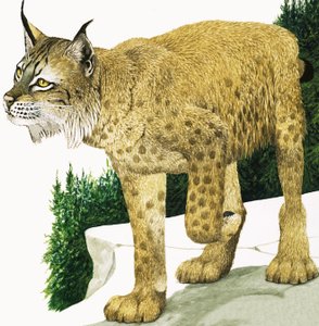 山猫