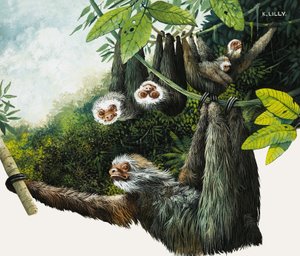 双蟾蜍树懒