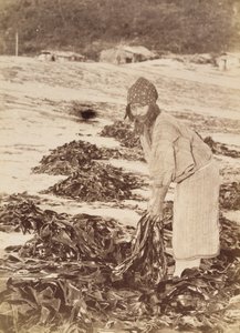 阿伊努（Ainu）女人收获海藻，约1900年（白银印刷） 作者 田本健三