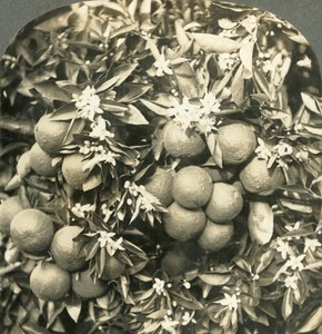 生长在同一棵树上的橙花和成熟的橙子，加利福尼亚，c1900。 作者 Keystone View公司