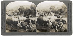 1910年非洲罗得西亚Mlembo河上早上的河马狩猎的结果 作者 Keystone View公司