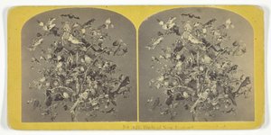 新英格兰的鸟类, 185575.创作者：基尔本兄弟，BW基尔本。
