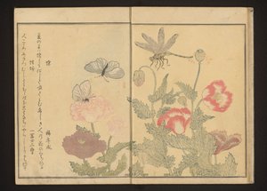 罂粟花旁的蝴蝶和蜻蜓 作者 北川宇多郎