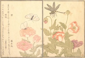 蝴蝶Cho，蜻蜓Kagero或Tonbo，1788。 作者 北川宇多郎