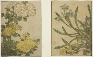 菊花和水仙，选自绘本《图画书：四季之花（Ehon shiki no hana）"，第 2 卷 作者 北川宇多郎
