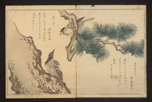 啄木鸟和啄木鸟 作者 北川宇多郎