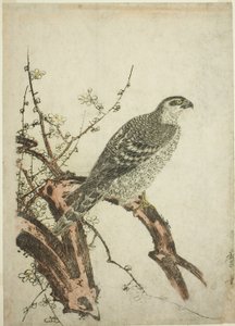 梅枝上的鹰 作者 北川宇多郎