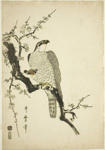 梅枝上的鹰 作者 北川宇多郎