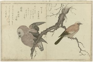 杰伊和猫头鹰 作者 北川宇多郎