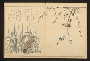野鸭和翠鸟 作者 北川宇多郎