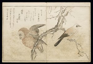 P.332-1946 Vol.1 f.7右边的周杰伦和左边的猫头鹰，来自一张专辑&39;Birds in Humorous Songs&39;，1791（彩色木版画） 作者 北川宇多郎