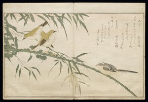 P.332-1946 Vol.2 f.6长尾山雀和三只白眼，来自专辑“幽默歌曲中的鸟类”，1791年（彩色木版画） 作者 北川宇多郎