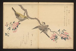 山雀和丛林莺 作者 北川宇多郎