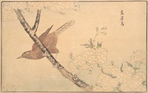 灰鸫，1789年。 作者 北尾正好