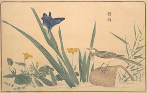 鹡鸰》，1789年。 作者 北尾正好