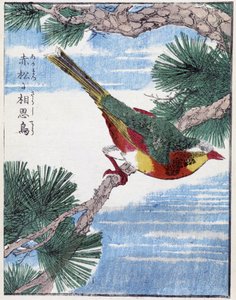树上的鸟。 Kitao Kosuisai 的日本绘画